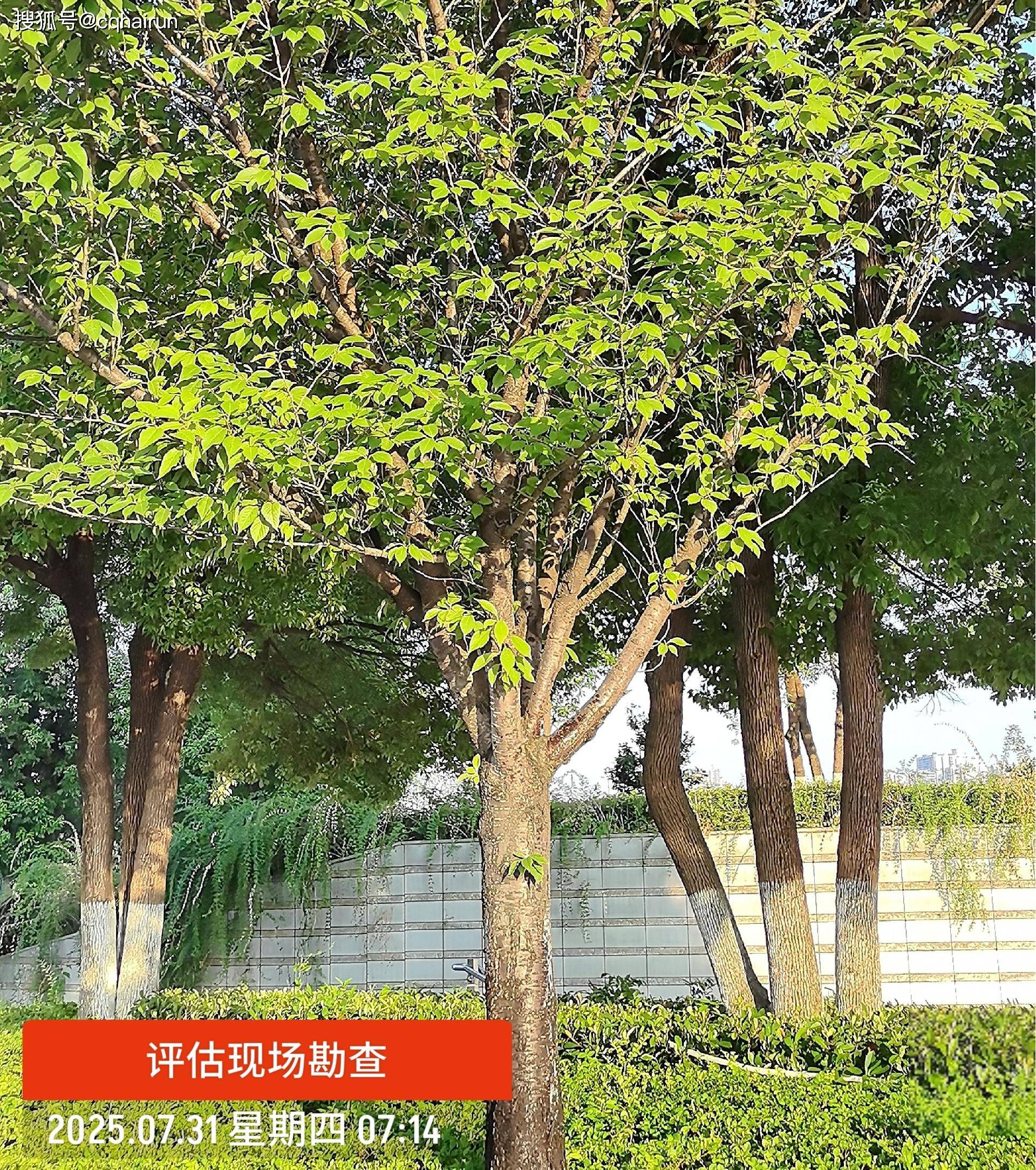 湖北苗木评估机构-园林苗木拆迁补偿：价值评估与权益保障